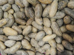 臺州千眼菩提子一手貨源、地攤產品、熱銷產品包郵